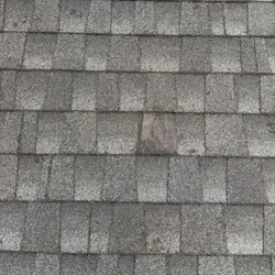 Missing shingle exposing underlayment at a leak entry point